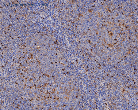 HUABIO ER1902-79 image 3