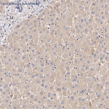 HUABIO ER1902-80 image 2