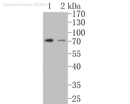 HUABIO ER1902-84 image 1