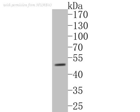 HUABIO ER1902-88 image 1