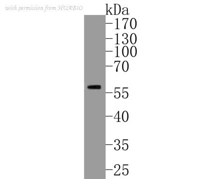 HUABIO ER1902-92 image 1