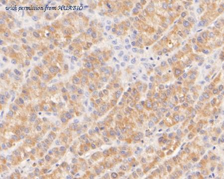 HUABIO ER1902-92 image 2