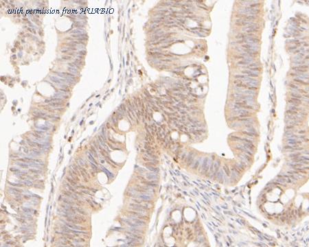 HUABIO ER1902-92 image 3