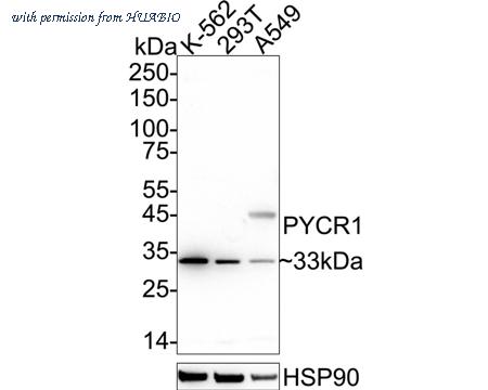 HUABIO ER1902-94 image 1