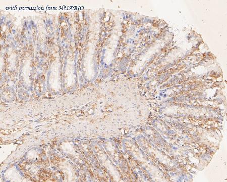 HUABIO ER1902-94 image 2