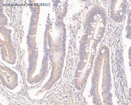 HUABIO ER1902-98 image 2