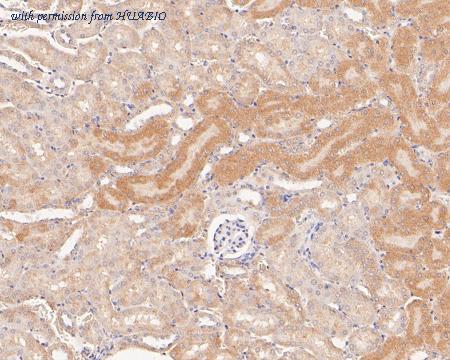 HUABIO ER1902-98 image 3