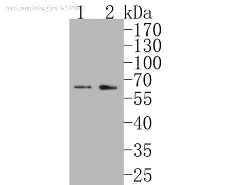HUABIO ER1902-99 image 1