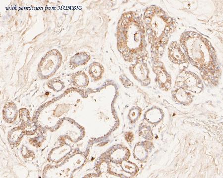 HUABIO ER1902-99 image 3