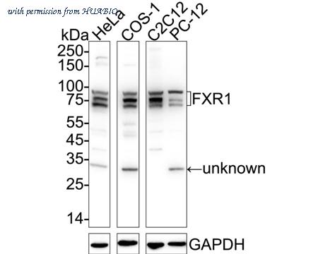 HUABIO ER1909-14 image 1