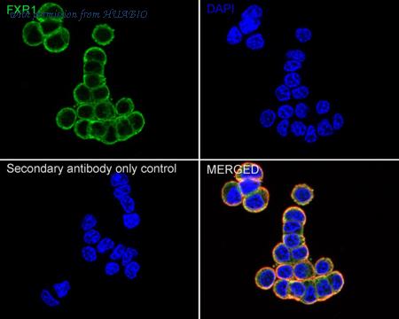 HUABIO ER1909-14 image 3