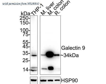 HUABIO ER1909-31 image 1