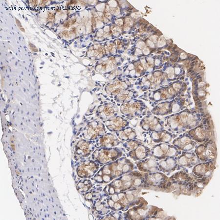 HUABIO ER1909-31 image 2