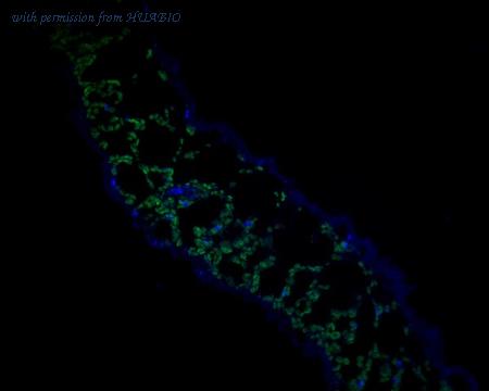 HUABIO ER2001-03 image 1