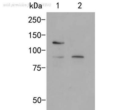HUABIO ER2001-07 image 1