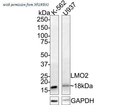 HUABIO ER2001-08 image 1