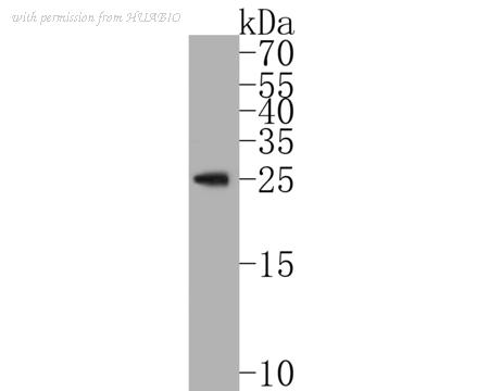 HUABIO ER2001-10 image 1
