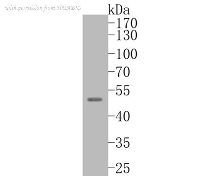 HUABIO ER2001-11 image 1