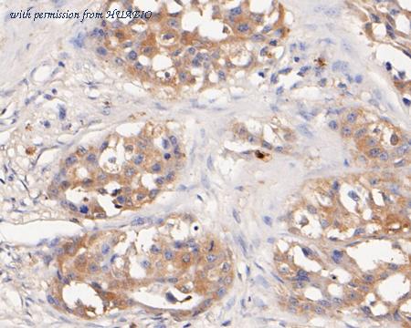 HUABIO ER2001-22 image 2