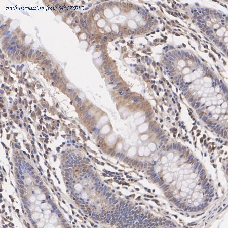 HUABIO ER2001-48 image 2