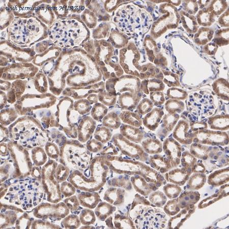 HUABIO ER2001-48 image 3