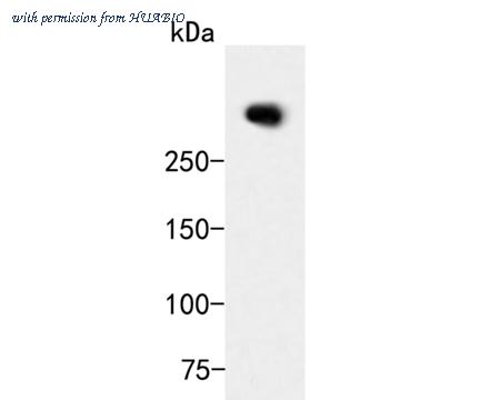 HUABIO ER2001-49 image 1