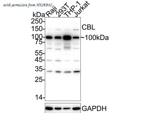 HUABIO ER2001-61 image 1