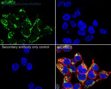 HUABIO ER2001-62 image 2