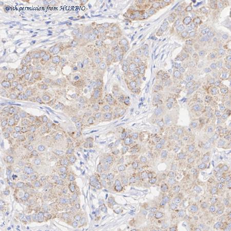 HUABIO ER2001-62 image 3