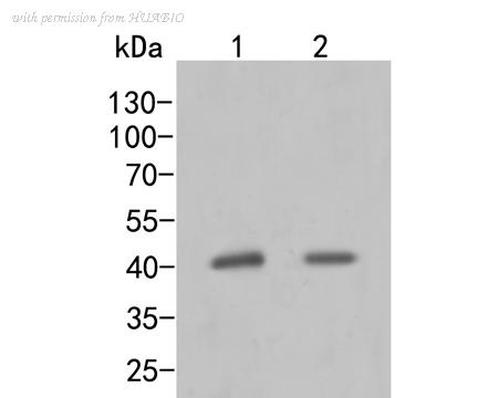 HUABIO ER2001-64 image 1