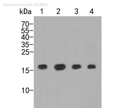 HUABIO ER2001-66 image 1