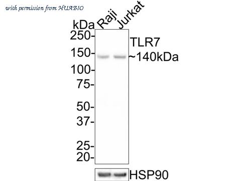 HUABIO ER30606 image 1