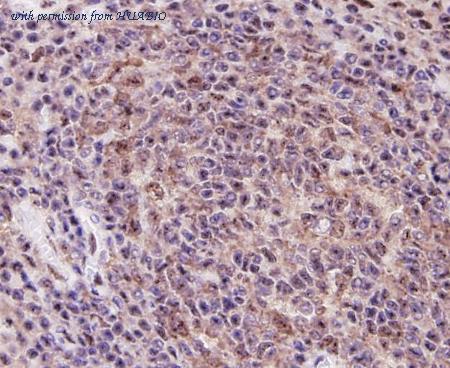 HUABIO ER30606 image 2