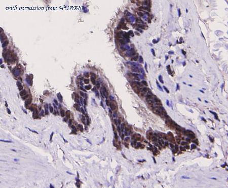 HUABIO ER30606 image 3