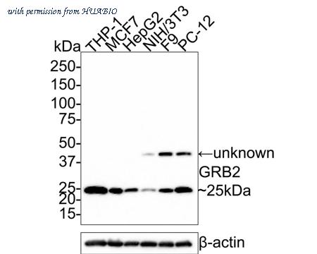 HUABIO ER31203 image 1
