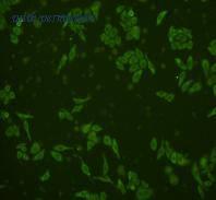 HUABIO ER31203 image 2