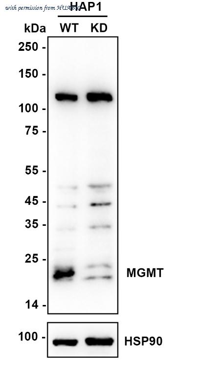 HUABIO ER40104 image 1