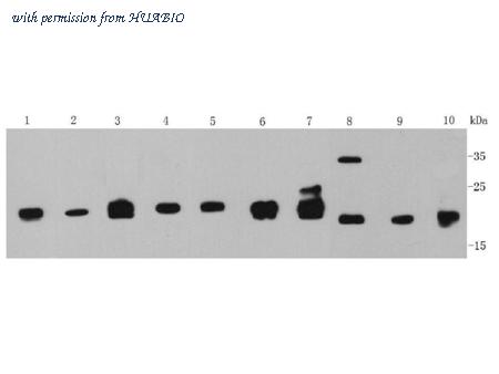 HUABIO ER40104 image 2