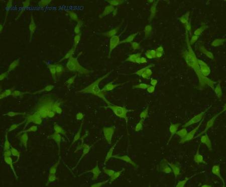 HUABIO ER40104 image 3