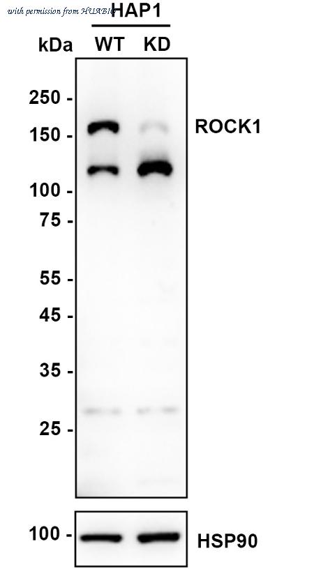 HUABIO ER40122 image 2