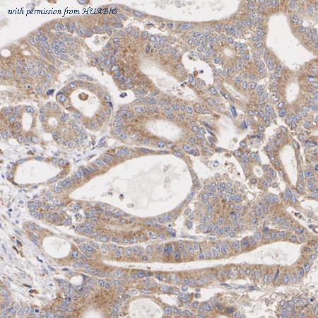 HUABIO ER40122 image 3