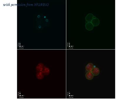 HUABIO ER50102 image 1