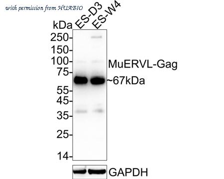 HUABIO ER50102 image 2