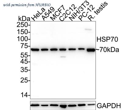 HUABIO ER50802 image 1