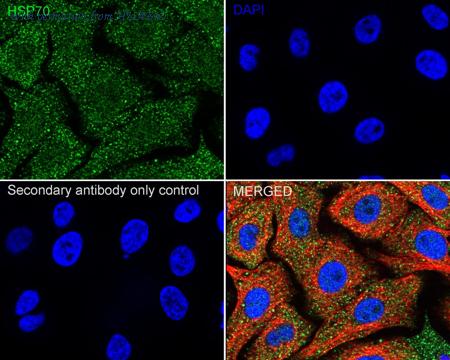 HUABIO ER50802 image 2