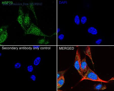 HUABIO ER50802 image 3