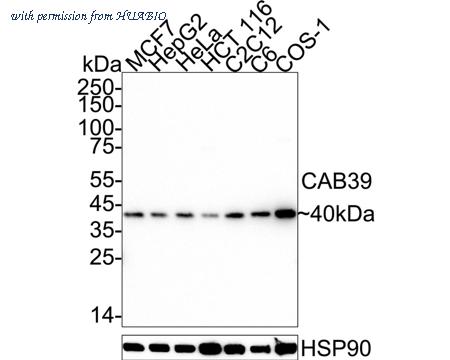 HUABIO ER60546 image 1
