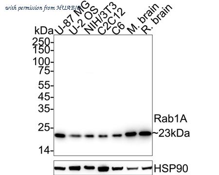 HUABIO ER61098 image 1