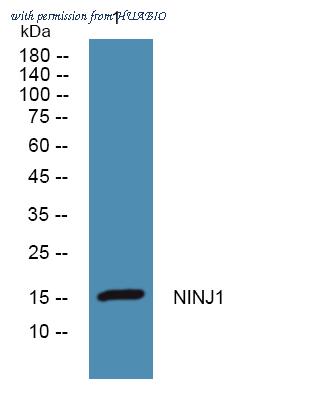 HUABIO ER61906 image 1