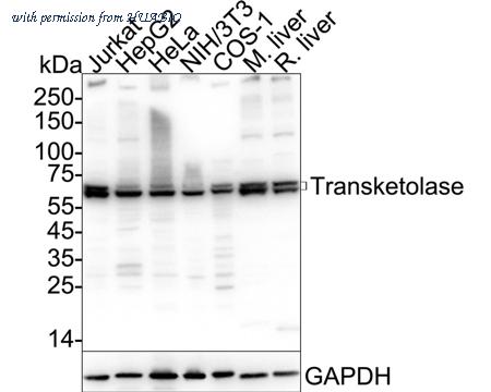 HUABIO ER62380 image 1
